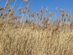 -野鸭湖国家湿地公园