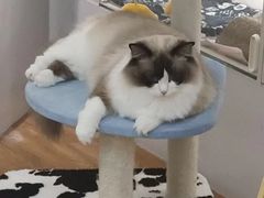 -COLOR PETS 撸猫馆·购猫·猫咖(长风大悦城店)