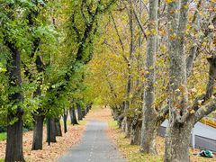 -墨尔本皇家植物园