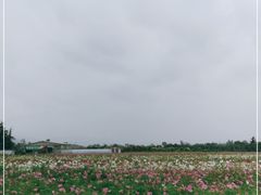 -曲江薰衣草庄园