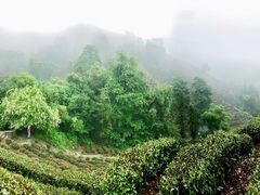 -十八棵（老龙井）御茶园(老龙井店)