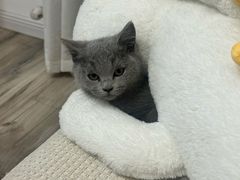 -pd派德宠物中心医院24H急重症·眼科中心·血液透析中心(嵩山北路店)