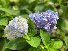 -中国科学院华南植物园