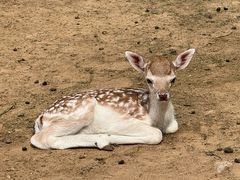 -鄂尔多斯野生动物园