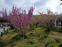 -苏州上方山国家森林公园