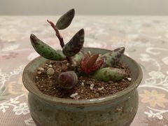 -双季花艺园艺市场(浦东店)