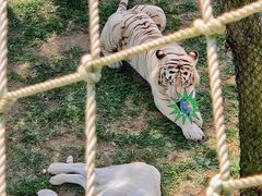 -西霞口神雕山野生动物世界