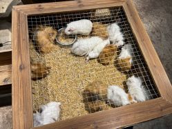 -酷嗒动物文化乐园(cutezoo西溪乐天城店)