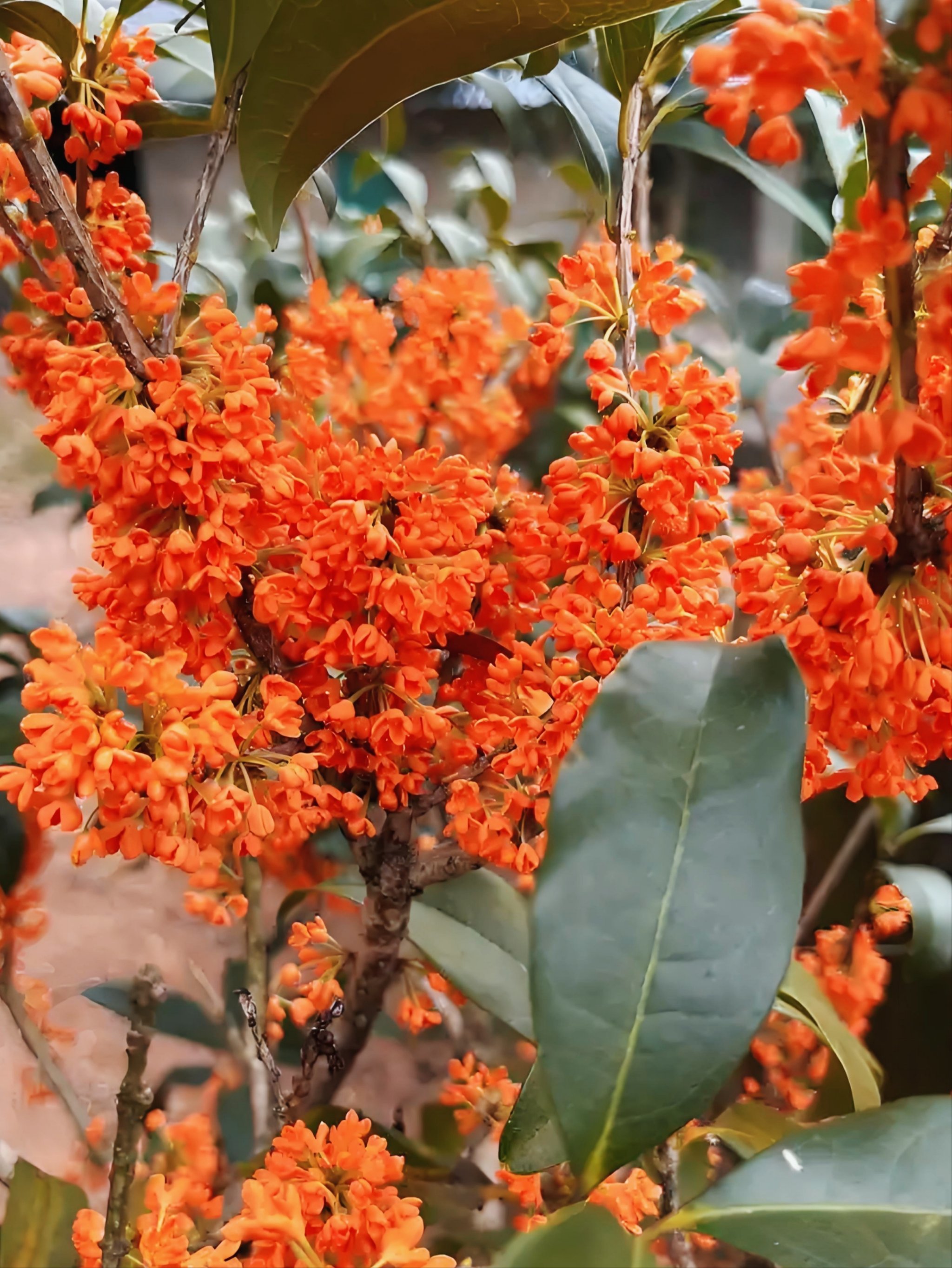 发现高考buff加成神器