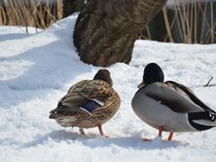 -北海道厅旧本厅舍(旧本庁舎)