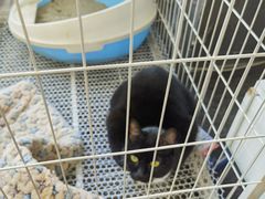 -壹迦桌游·血染钟楼剧本杀狼人杀