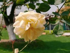 -八大山人梅湖景区