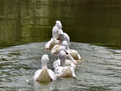 -靖西鹅泉风景区