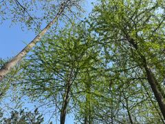 -合肥滨湖国家森林公园