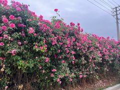 -悦见花开·花园里的火锅·露营·下午茶