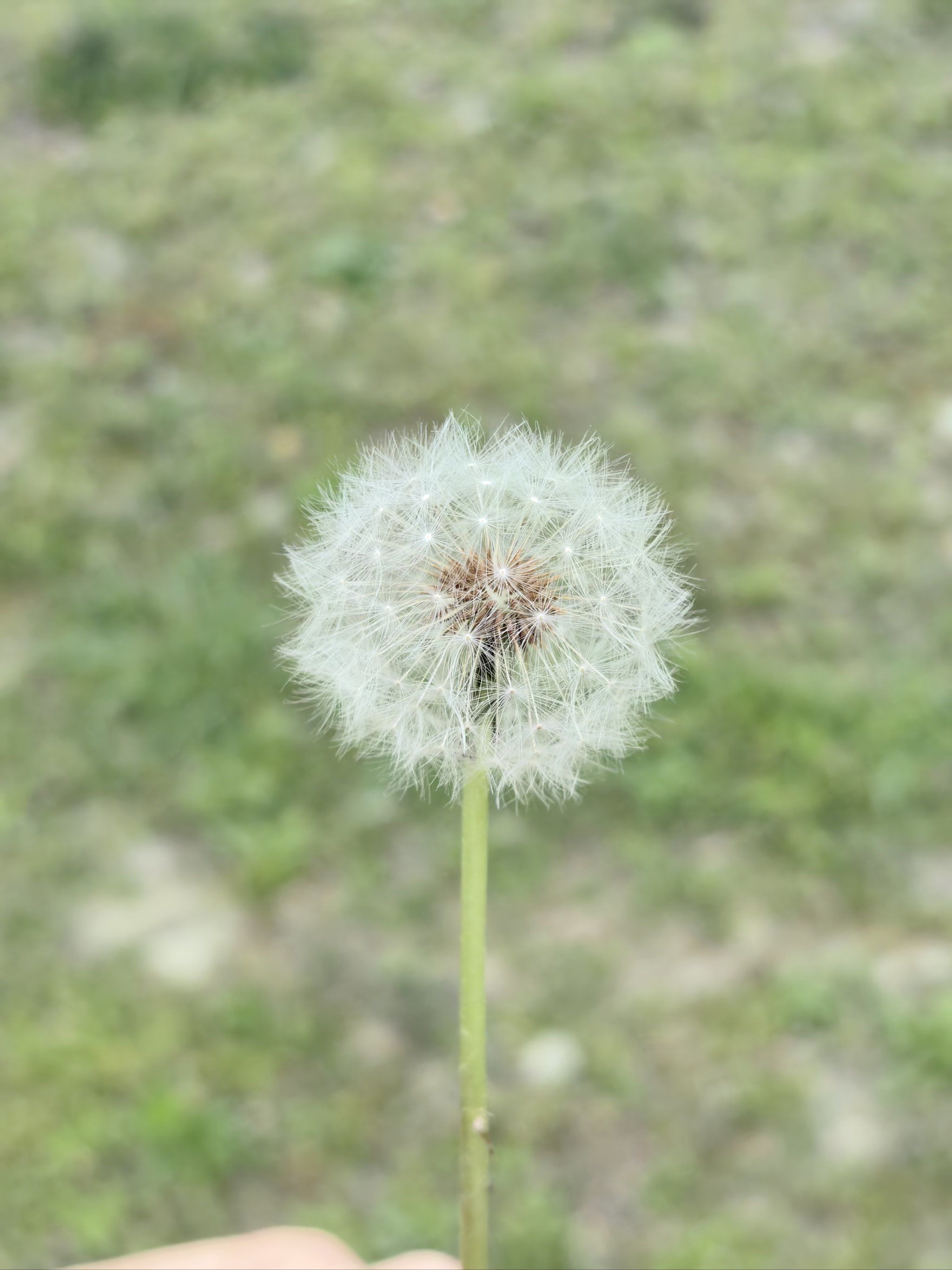 我的壁纸自己拍 春天使者蒲公英 清新治愈系