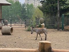 -大连森林动物园