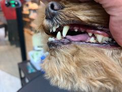 -PETKIT小佩宠物·低压洗护(国顺东路店)