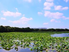 -荷塘月色湿地公园·向阳花洲