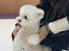 -帕帕拉兹宠物(亚洲旗舰店)