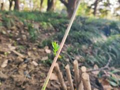 -胜丰草莓采摘园