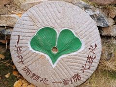 -千年银杏谷文化旅游区