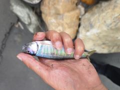 -鱼珠码头(轮渡站)