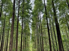 -黄海国家森林公园