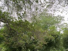 -沈阳植物园
