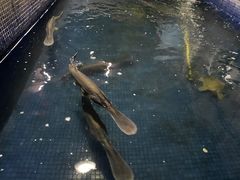 -鸿渡渔庄·特色鸭咀鱼