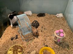 -70cat德文卷毛猫·缅因猫纯种猫舍