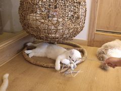 -猫腻·猫咖·撸猫馆(星光大道店)