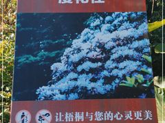 -梧桐山风景名胜区