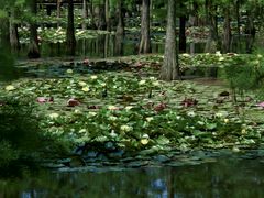 -池杉湖湿地公园