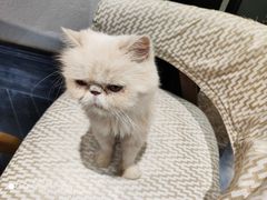-猫色咖啡·猫咖
