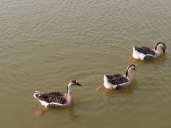 -盐城丹顶鹤湿地生态旅游区
