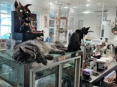 -楼上猫咖(罗湖店)