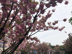-嘉定紫藤园