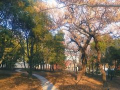 -八大关景区