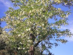 -延安杨家岭革命旧址