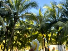-三亚海棠湾喜来登度假酒店