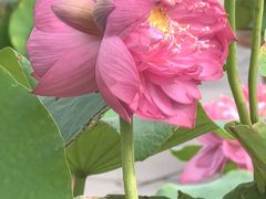 -莲花池公园