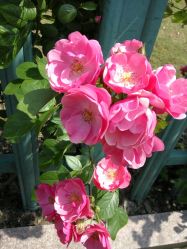 -奥丽维娅美容养生会所