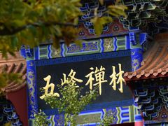 景点-遵化市禅林寺古银杏风景园