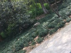 -紫金山天文台