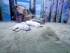 -芜湖新华联大白鲸海洋公园