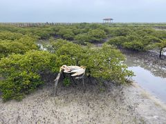 -北海金海湾红树林生态旅游区