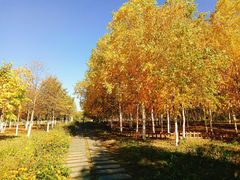 -长春世界雕塑园冰雪艺术天地