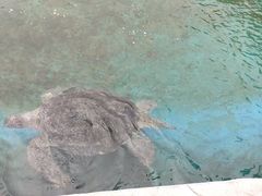 -广东惠东海龟国家级自然保护区