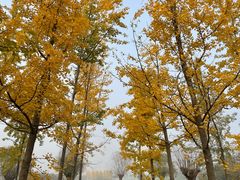 -汉长安城未央宫国家考古遗址公园